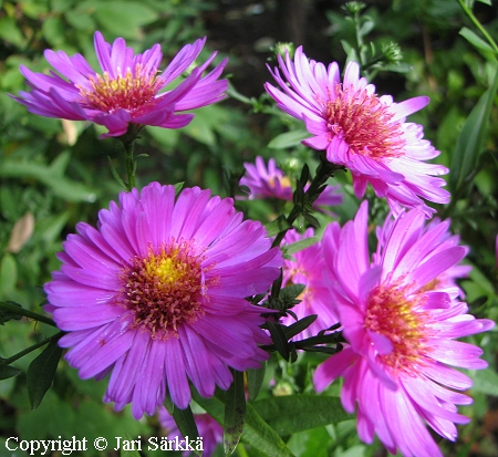 Aster Dumosus-Ryhm 'Alice Haslam', reunusasteri